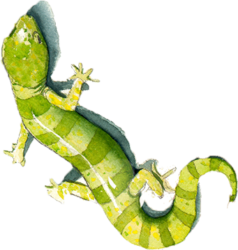 Lézard vert