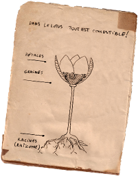Lézard vert